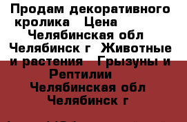 Продам декоративного кролика › Цена ­ 2 500 - Челябинская обл., Челябинск г. Животные и растения » Грызуны и Рептилии   . Челябинская обл.,Челябинск г.